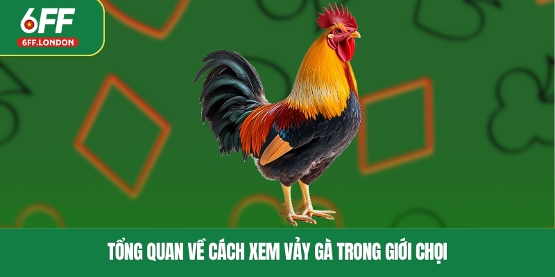 Tổng quan về cách xem vảy gà trong giới chọi