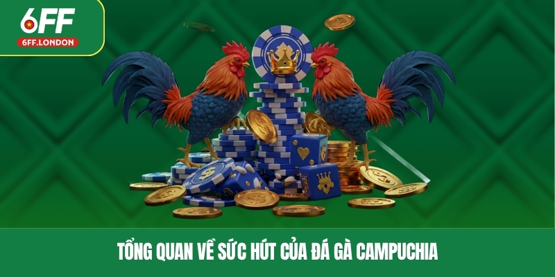 Tổng quan về sức hút của đá gà Campuchia