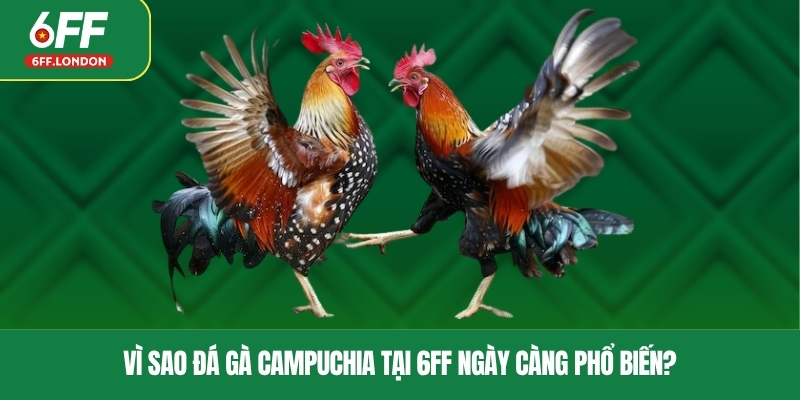 Vì sao đá gà Campuchia tại 6FF ngày càng phổ biến?