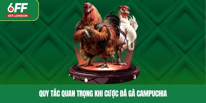Quy tắc quan trọng khi cược đá gà Campuchia
