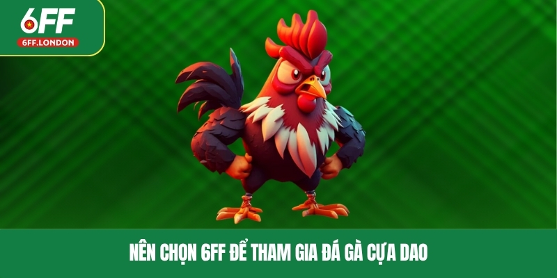 Nên chọn 6FF để tham gia đá gà cựa dao