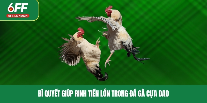 Bí quyết giúp rinh tiền lớn trong đá gà cựa dao