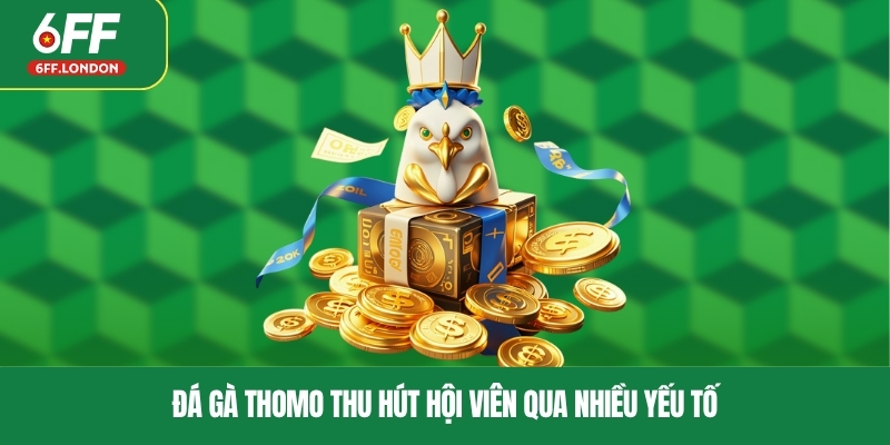 Đá gà Thomo thu hút hội viên qua nhiều yếu tố