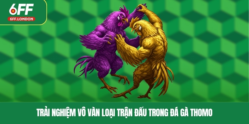 Trải nghiệm vô vàn loại trận đấu trong đá gà Thomo
